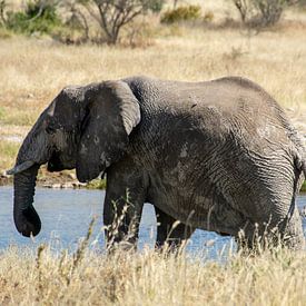 Éléphant sur Alex Neumayer