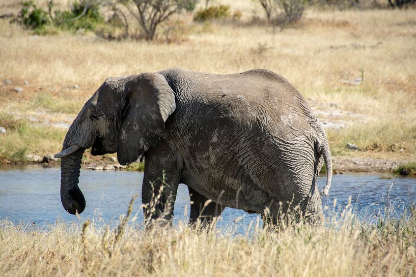 Elephant by Alex Neumayer