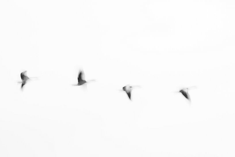 Abstract nature by Ronald Buitendijk Fotografie