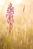 Ijle moerasorchis in ochtendlicht