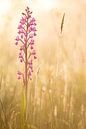 Ijle moerasorchis in ochtendlicht van Bram Conings thumbnail