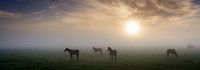 Paarden in de mist