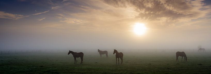 Paarden in de mist van Koos de Wit
