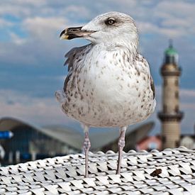 Superstar der Badesaison in Warnemünde  von Silva Wischeropp