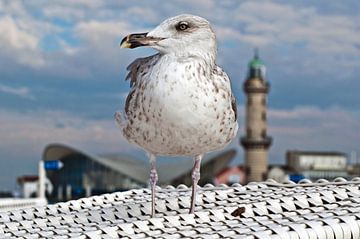 Superstar of the bathing season in Warnemünde 