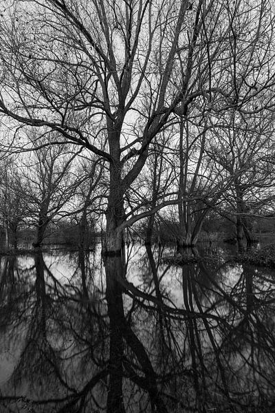 Perfect reflection of a tree at high tide in the river Meuse by Kim Willems