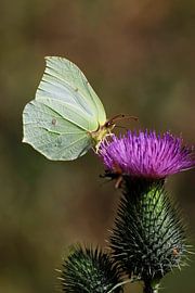 Magnificent lemon butterfly by Thomas Jäger