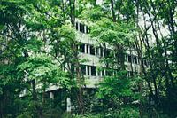 Nature takes over, hidden city of Pripyat