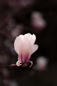 Magnolia rose clair sur Mayra Fotografie
