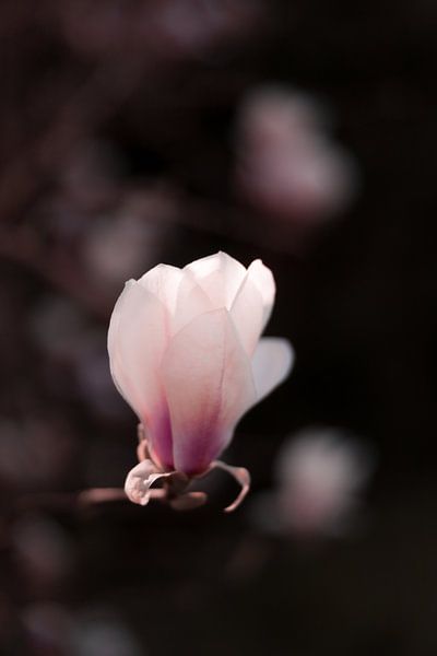 Licht roze Magnolia van Mayra Fotografie