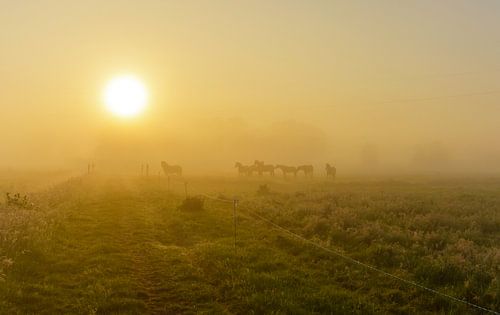 Horses in misty landscape