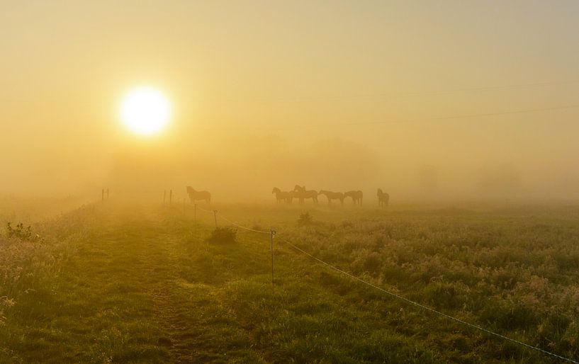 Paarden in mistig landschap van Remco Van Daalen