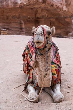 Versierde kameel in Petra, Jordanië van CHI's Fotografie