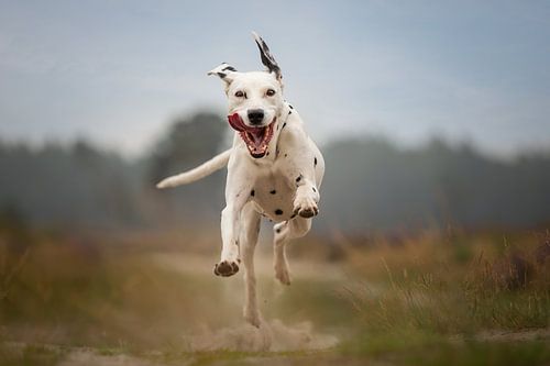 Dalmatien courant dans la lande