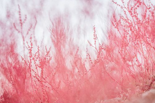 Close-up van schapenzuring