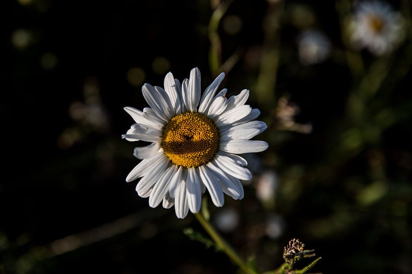 Flower, Flower, by Leonie Stolk