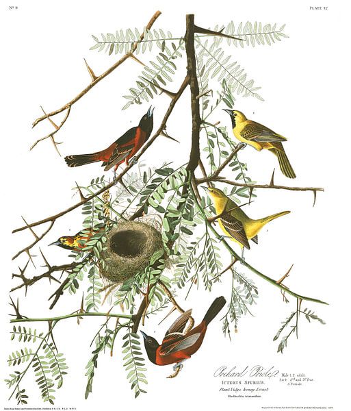 Gartentrupial von Birds of America