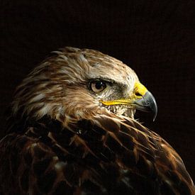 Steppe Eagle  (Aquila nipalensis) von Elly Brans