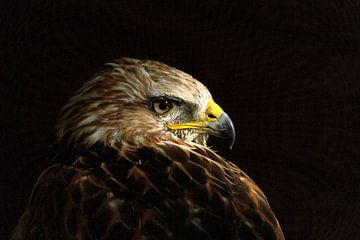 Steppe Eagle  (Aquila nipalensis)