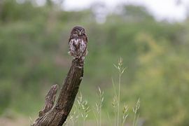 Dwarf guillemot on the lookout by Ina Hendriks-Schaafsma