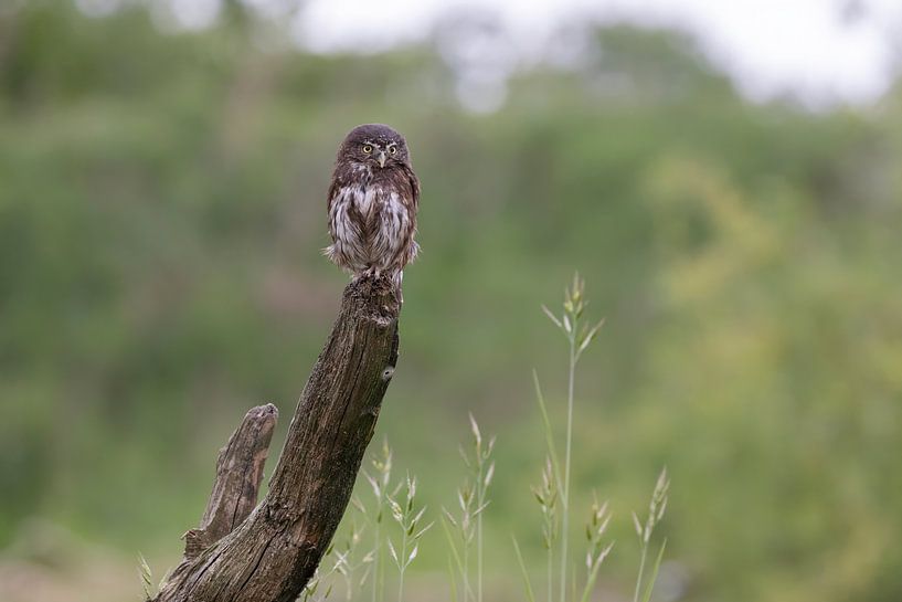 Guillemot nain à l'affût par Ina Hendriks-Schaafsma