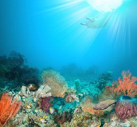 coral reef. by Dray van Beeck