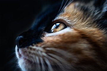 Kitten Eye by Felicity Berkleef