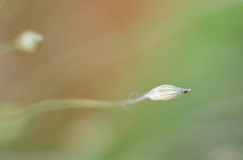 Do'nt stop, Bloem Macrofotografie