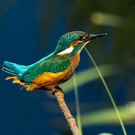 Kingfisher in the afternoon sun. by Wouter Van der Zwan
