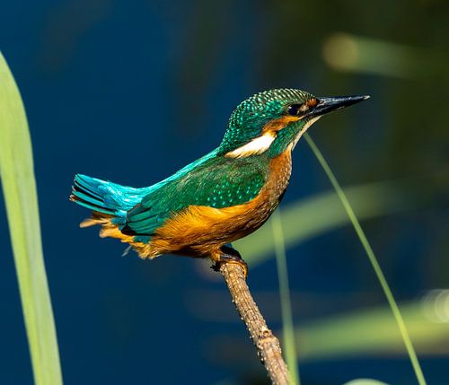 Eisvogel in der Nachmittagssonne.