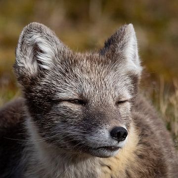 Young male arctic fox portrait by AylwynPhoto