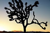 Kalifornischer Sonnenuntergang mit dem Baum von Silhouetjoshua. Joshua Tree Nationalpark von Tjeerd Kruse Miniaturansicht