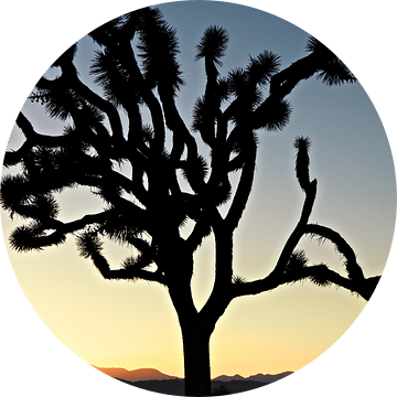 De Zonsondergang van Californië met de boom van Silhouetjoshua. Joshua Tree National Park van Tjeerd Kruse