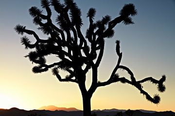 De Zonsondergang van Californië met de boom van Silhouetjoshua. Joshua Tree National Park van Tjeerd Kruse
