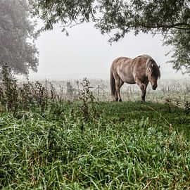 Paarden in de mist: Mystic horses (nr. 8 van 8)