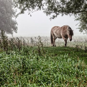Mystic horses in the fog (nr. 8 van 8) sur Ramona Stravers
