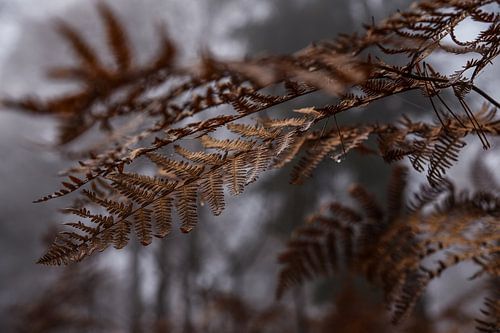Fern in the native forest