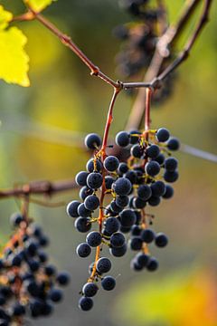 Grapes in the vineyard by Stan van den Beld
