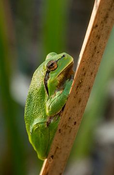 Grenouille arboricole sur Harry Punter