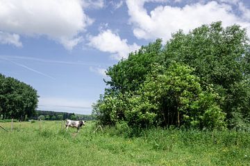 Bäume und eine Kuh auf einem Feld von Mickéle Godderis