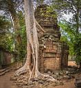 Umsponnener Baum und Tempel, Ta Prohm, Kambodscha von Rietje Bulthuis Miniaturansicht