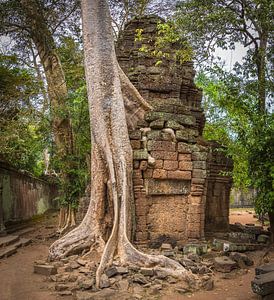 Umsponnener Baum und Tempel, Ta Prohm, Kambodscha