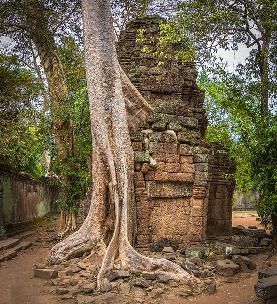 Vervlochten boom en tempel, Ta Prohm, Cambodja van Rietje Bulthuis