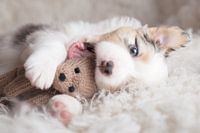 Australian shepherd with bear