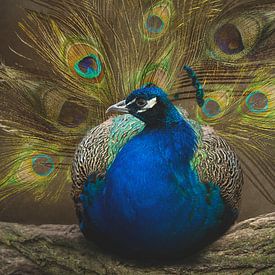 Pfau mit Schwanz. von Alie Ekkelenkamp