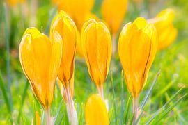 Crocus Yellow