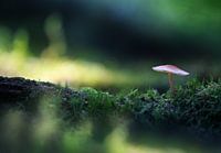 Paddenstoel in zomerlicht