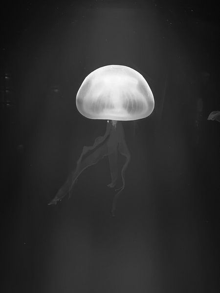Sous la mer par Hello Pompoyo
