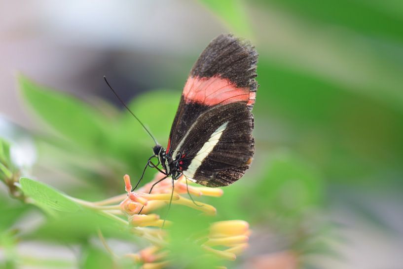 Buntes Foto eines Schmetterlings auf einem Schmetterlingsbusch von Kim de Been