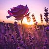 rozengeur in een souffle de lavande van Christina Bauer Photos